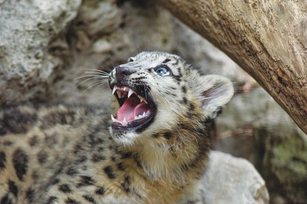 5 days until Snow Leopard Day! As we're counting down the days, have you  ever wondered how snow leopards spend theirs? Our researche