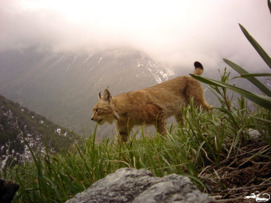 What Kinds of Animals Are Caught in Photo Traps in Central Asia?