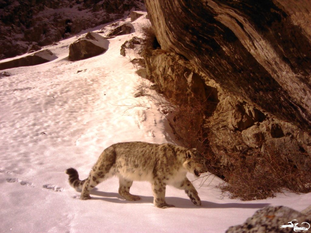 First Photos of a Snow Leopard in Ala-Archa National Park