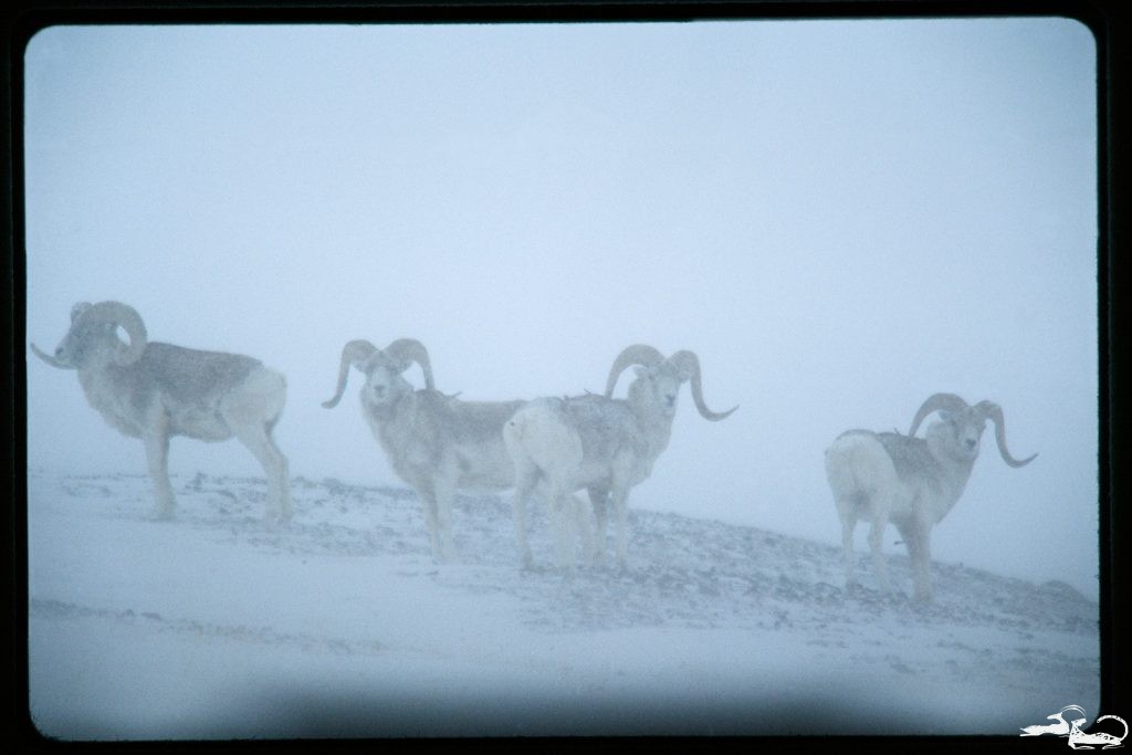 National Geographic Publishes on Marco Polo Ram Hunting in Kyrgyzstan