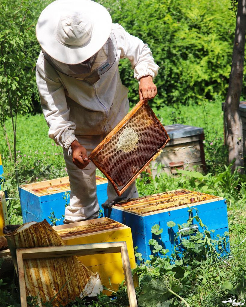 Honey Extract – 2023!