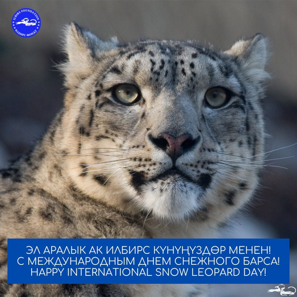 Today is International Snow Leopard Day!
