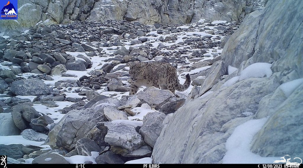 Behold captivating footage of elusive snow leopards❄️🐾, gracefully captured within the breathtaking expanse of Khan-Teniri State Nature Park.