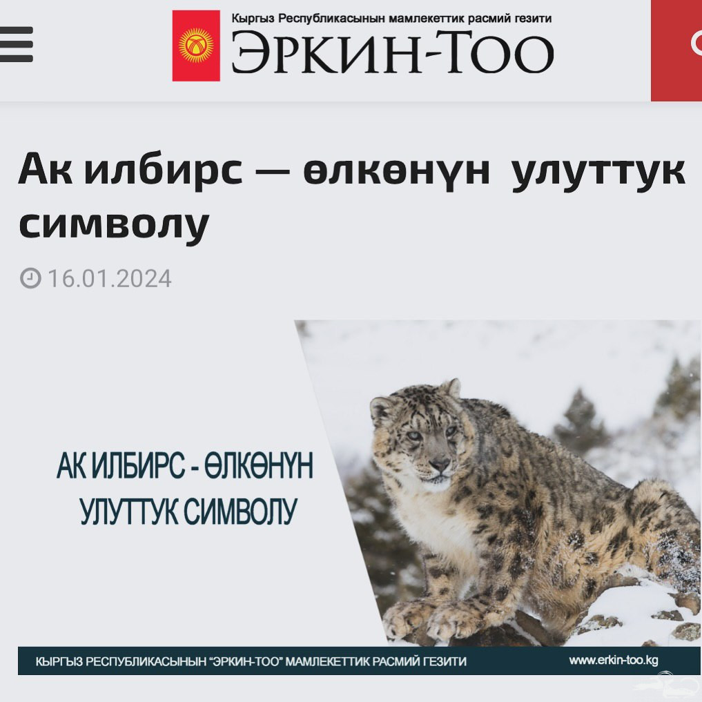 An article was published in the Erkin-Too newspaper where Zairbek Kubanychbekov, director of our lbirs Foundation highlights the efforts to safeguard the snow leopard and its ecosystem.