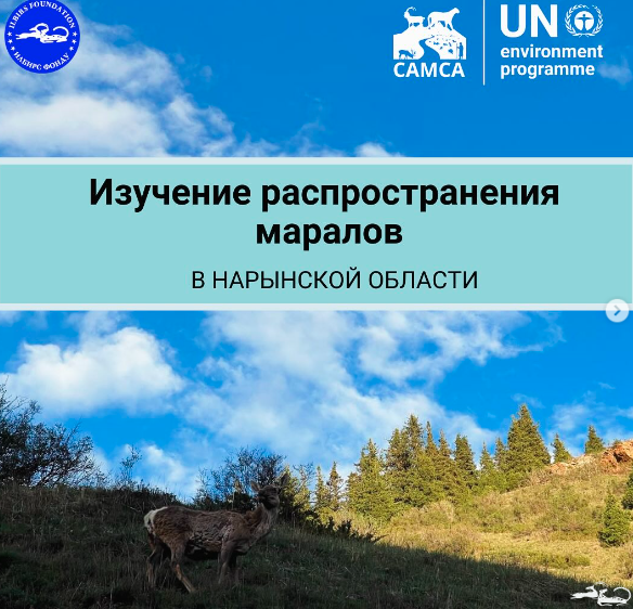 As part of the CAMCA Project, the Ilbirs Foundation, in partnership with the Naryn State Nature Reserve, 🌿 is conducting a study to enhance our understanding of the distribution of the Tian Shan Maral population in the Naryn region beyond the reserve’s confines.