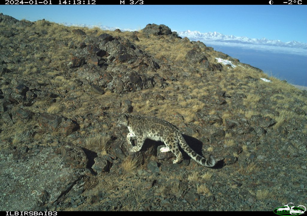 The Ilbirs Foundation has released exclusive images of snow leopards captured by camera traps in the Baiboosun micro-reserve.