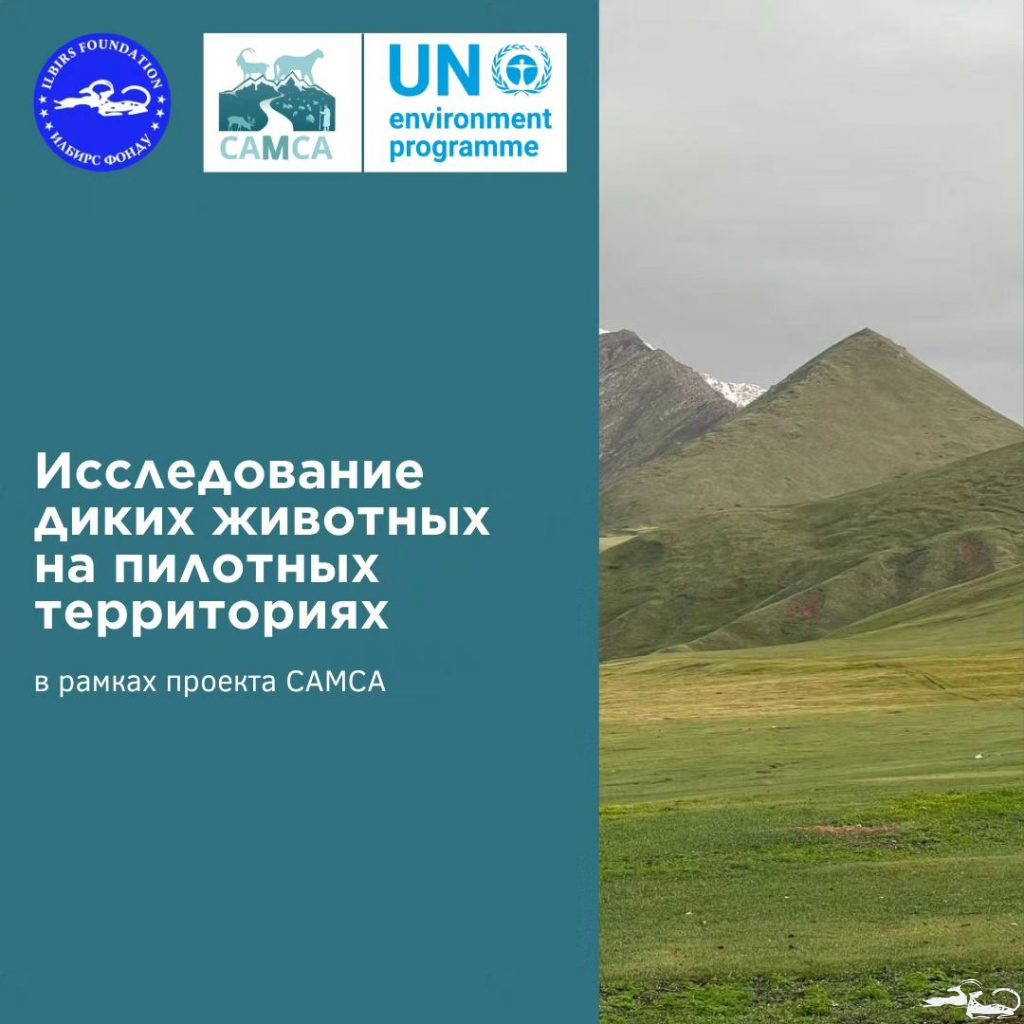 As part of the “Central Asian Mammals and Climate Adaptation” #CAMCAproject, wildlife surveys are being conducted in pilot territories using camera traps and non-invasive genetic monitoring to identify the distribution of key species🔎.