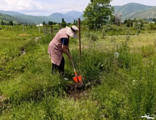 In Chon-Kemin, our beneficiaries are diligently caring for sea buckthorn shrubs. On May 27, farmers treated one hectare of sea buckthorn fields with an anti-pest solution as recommended by an agronomist.