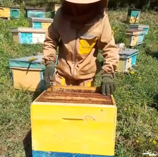 Honey production 2024!