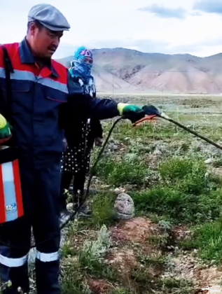 On May 19, Suusamyr hosted an event focused on sea buckthorn care. Local farmers treated 0.6 hectares of sea buckthorn shrubs with a pest control product, following the agronomist’s recommendations🌿. ⠀