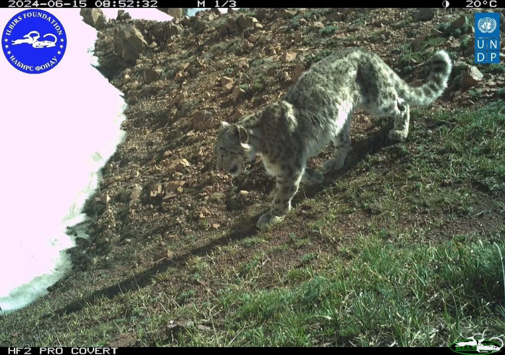 3 октября был официально признан Международным днем снежного барса, согласно решению Генеральной Ассамблеи ООН на ее 79-й сессии!