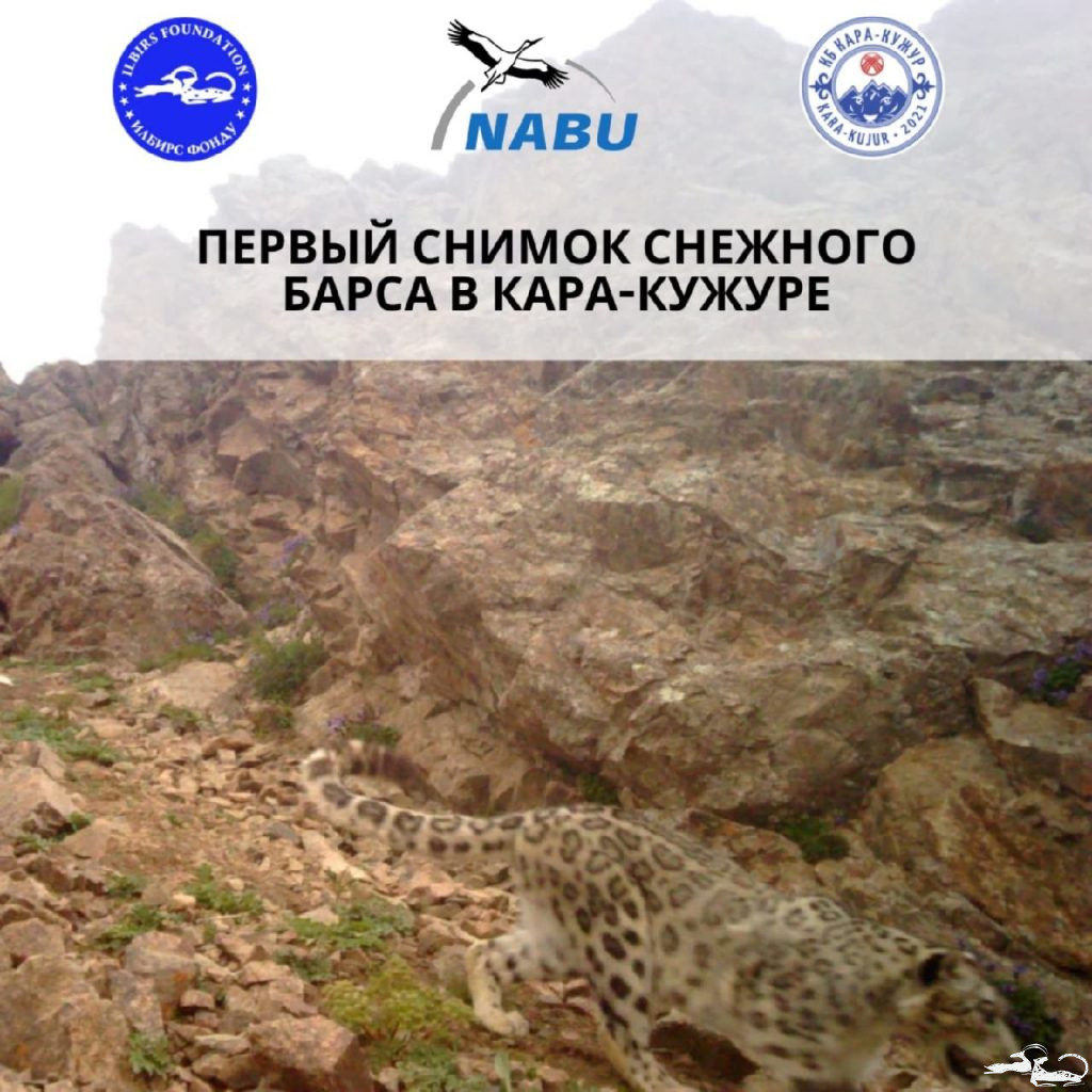 ❗For the first time, camera traps located in the protected area of the “Kara-Kujur” CBC in the Too-Kuyruk region have captured footage of a SNOW LEOPARD and its prey 🤗❗