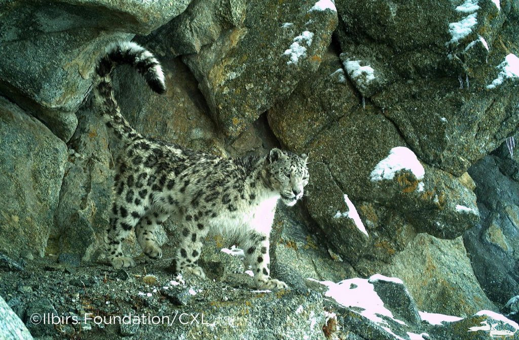 Today, we join the global community to celebrate international #SnowLeopardDay  – and all those working to conserve these incredible animals and their habitats.