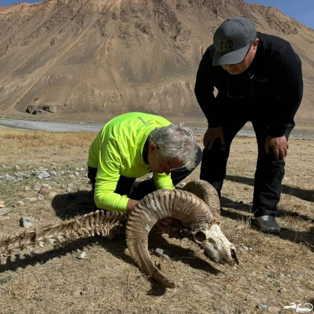 🌍 The Ilbirs Foundation continues its active work in studying diseases affecting wild ungulates in Kyrgyzstan 🦌.
