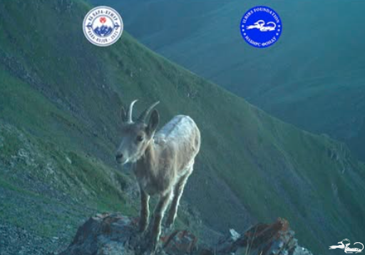 Photos from camera trap Photos from camera trap