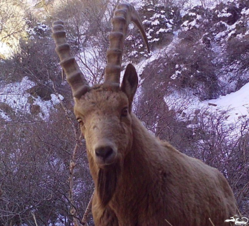 Incredible footage of wildlife! Incredible footage of wildlife!