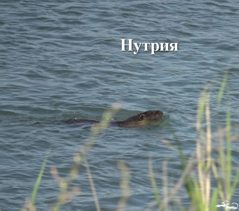 Результаты поисков речной выдры в Кыргызстане