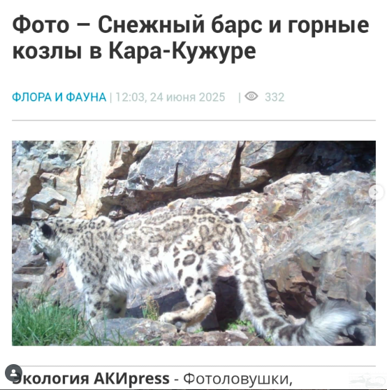 Снежный барс и дикие копытные запечатлены на камерах фотоловушек в местности Кара-Кужур Нарынской области❗