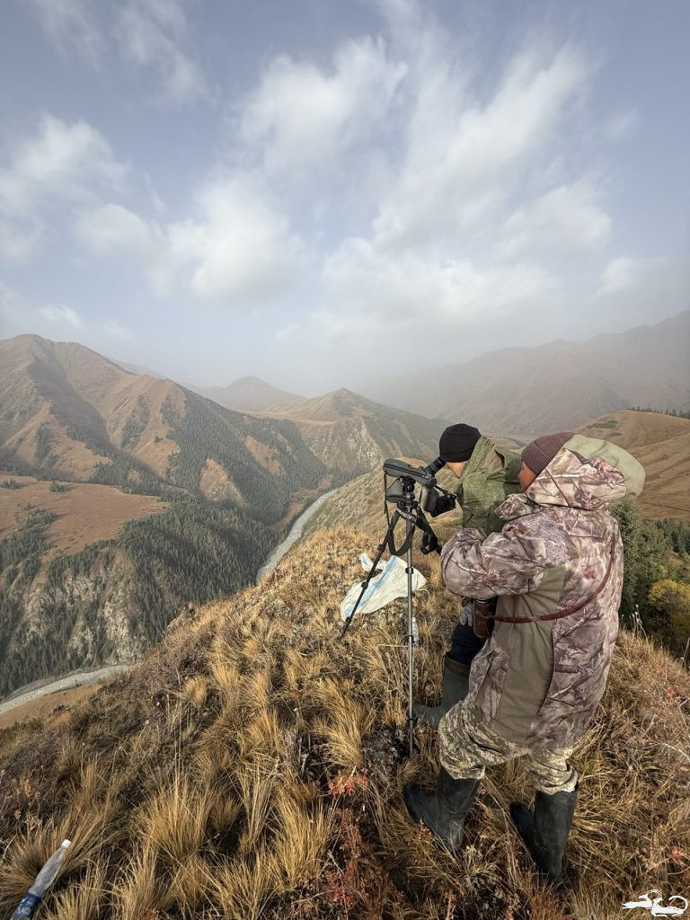 Census of the Tian Shan Maral in the Naryn State Nature Reserve and its Buffer Zone