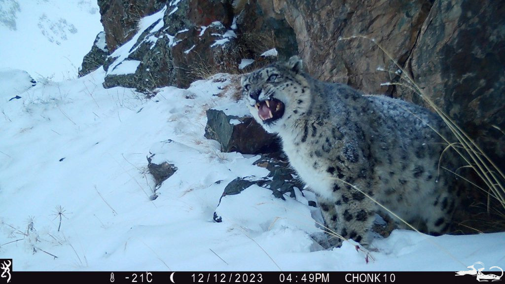С Международным днём снежного барса! 🐾