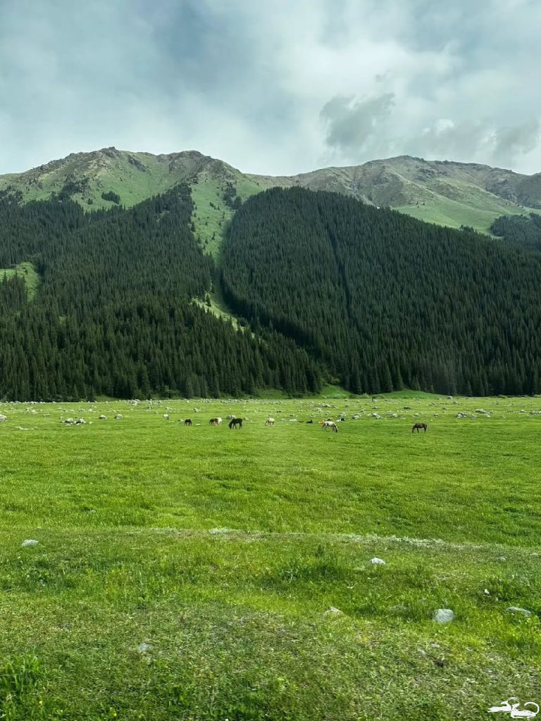 🌿 Fieldwork Beginnings in At-Bashy🌿