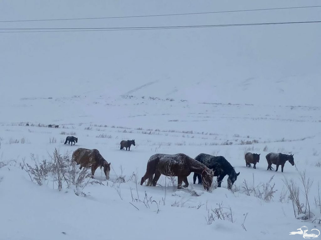 🌿 The next phase of research under the CCHALKK project has begun! From November 3 to 7, 2025, two groups from the Ilbirs Foundation team, together with KADK, conducted field research in two regions of Kyrgyzstan — Talas and Jalal-Abad.
