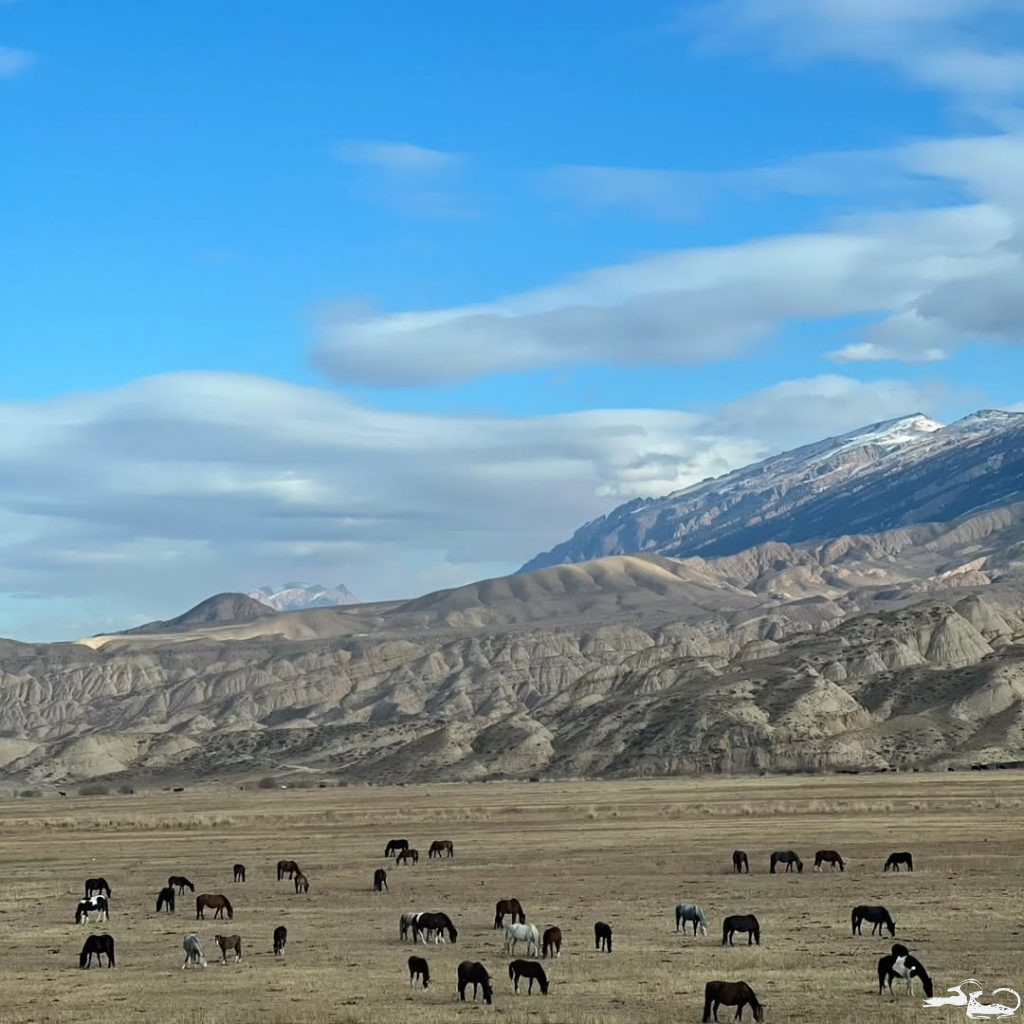 Field Diary: Naryn Region 📌