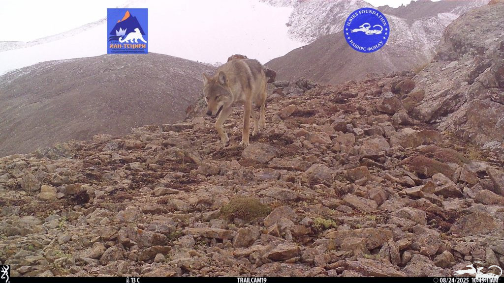 We are happy to share unique images of wild animals captured by camera traps installed under the #CAMCAproject🤗.