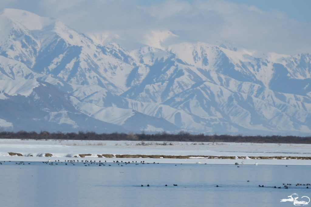 В рамках проекта «Единое здоровье в охране природы- повышение устойчивости ландшафтов к зоонозным заболеваниям через консолидацию природоохранных систем в ЦА», который выполняется в странах региона при поддержке IKI и IUCN, 🤝ОФ Илбирс оказал поддержку в проведении ежегодного зимнего учета водоплавающих и околоводных птиц озера Иссык-Куль🦢. В рамках проекта «Единое здоровье в охране природы- повышение устойчивости ландшафтов к зоонозным заболеваниям через консолидацию природоохранных систем в ЦА», который выполняется в странах региона при поддержке IKI и IUCN, 🤝ОФ Илбирс оказал поддержку в проведении ежегодного зимнего учета водоплавающих и околоводных птиц озера Иссык-Куль🦢.