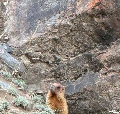 📆From 9 to 11 June 2026, staff from the Ilbirs Foundation patricipated in a marmot census in the Enilchek Valley, with the aim of assessing their population size and the condition of their habitats; the census was carried out by rangers from the Khan-Tengiri State Nature Park🤝.