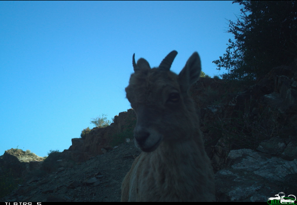 As part of the WISPA-CA Project, camera traps were installed within the proposed📍 Arka Wildlife Reserve in Batken Province to conduct a pilot biodiversity monitoring survey.